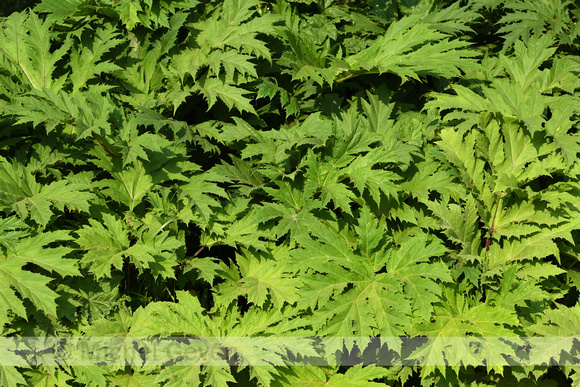 Reuzenberenklauw; Giant Hogweed; Heracleum mantegazzianum