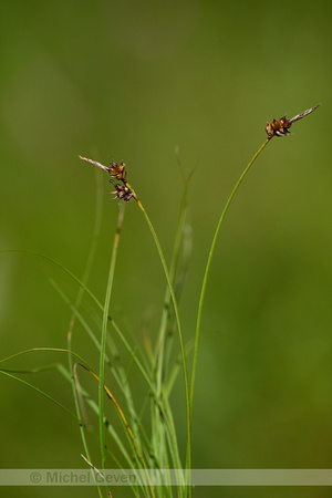 Weak artic sedge; Carex supina