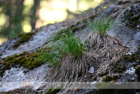 Aardzegge; Dwarf Sedge; Carex humilis