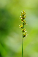Gewone Bermzegge - Stekelzegge - Spiked sedge - Carex spicata
