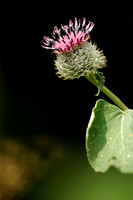 Donzige Klit; Woolly burdock; Arctium tomentosum;