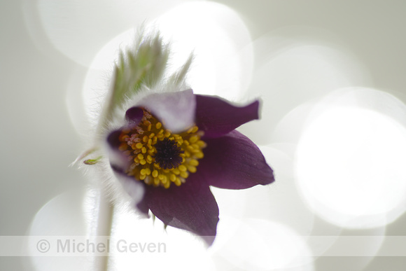 Mountain Pasque Flower; Pulsatilla montana