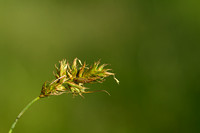 Zandzegge; Sand Sedge; Carex arenaria