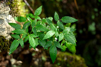 Mekka Balsem - Canary Island Balm - Cedronella canariensis