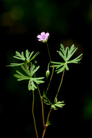 Fijne ooievaarsbek; Long-stalked Crane's-bill; Geranium columbin