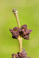 Olijffamilie - Oleaceae