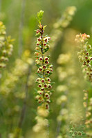 Bezemdophei; Broom Heath; Erica scoparia