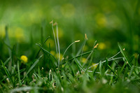 Kikuyo; Kikuyu Grass; Cenchrus clandestinus