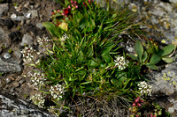 Saponaria lutea