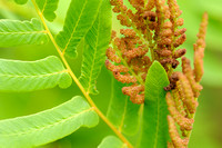 Koningsvaren; Royal Fern; Osmunda regalis;