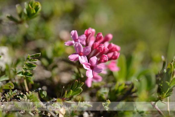 Steenroosje; Rose Daphne; Daphne cneorum;