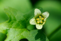 Heggenrank - White bryony - Bryonia dioica