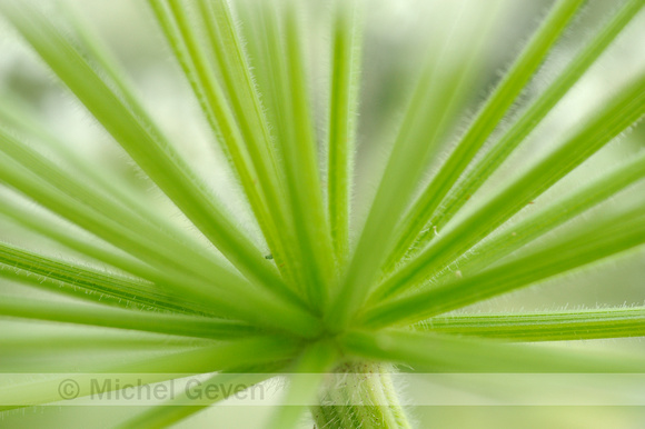 Reuzenberenklauw; Giant Hogweed; Heracleum mantegazzianum;