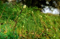 Rankende Helmbloem - Climbing Corydalis - Ceratocapnos claviculata