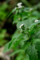 Creeping croftonweed; Ageratina riparia