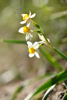 Bunch-flowered Daffodil; Narcissus tazetta