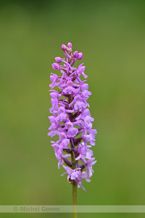 Dichte muggenorchis; Marsh Fragrant-orchid; Gymnadenia densiflor