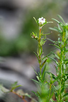 Misopates calycinum