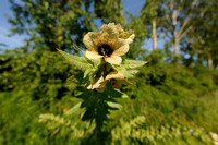 Bilzekruid; Black henbane; Hyoscyamus niger;