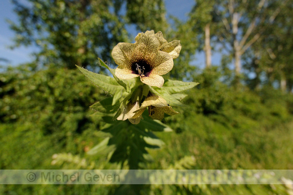 Bilzekruid; Black henbane; Hyoscyamus niger;