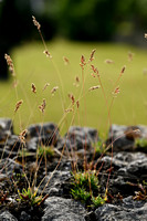 BadenÕs bluegrass; Poa badensis