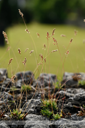 BadenÕs bluegrass; Poa badensis