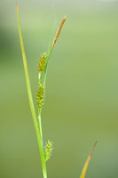 Stippelzegge; Dotted Sedge; Carex punctata