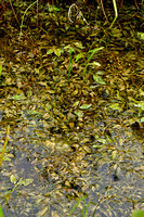 Gegolfd fonteinkruid - Long-leaved Pondweed - Potamogeton x zizii