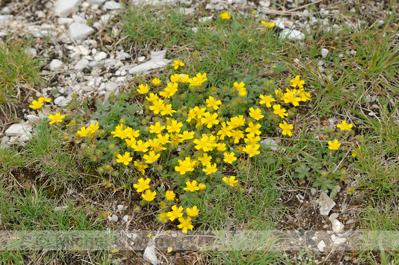 Voorjaarsganzerik; Spring Cinquefoil; Potentilla tabernaemontani