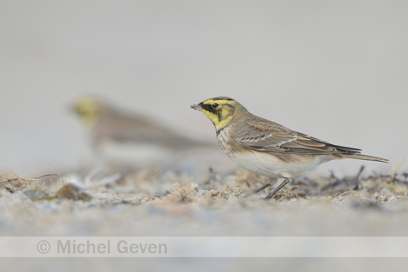 Strandleeuwerik;  Horned Lark; Eremophila alpestris