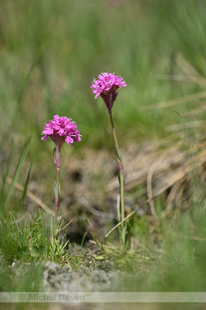 Viscaria alpina