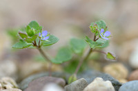 Klimopereprijs; Ivy-leaved Speedwell; Veronica hederifolia