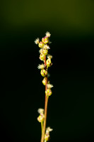 Zoutgrasfamilie - Juncaginaceae