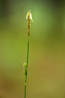 Gladde zegge; Smooth-stalked Sedge; Carex laevigata