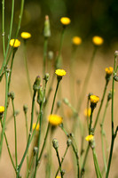 Glad biggenkruid; Smooth catÕs-Ear; Hypochaeris glabra