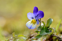 Driekleurig viooltje; Heartease; Viola tricolo