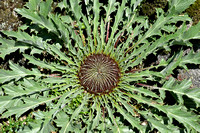 Acanthus-leaved Carline-thistle; Carlina acanthifolia