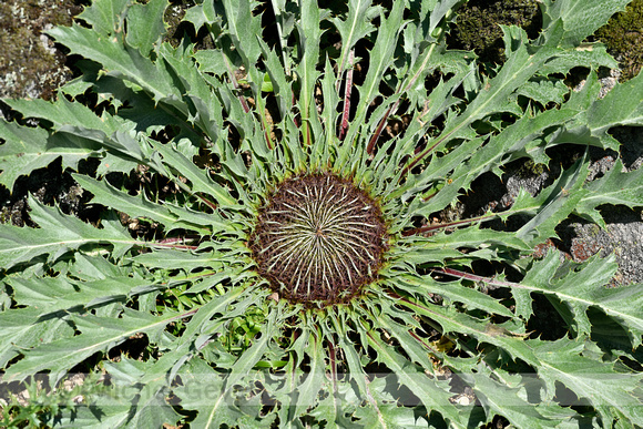 Acanthus-leaved Carline-thistle; Carlina acanthifolia