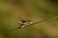 Dobbelsteensprinkhaan; Common slender Bush-cricket; Tessallana t