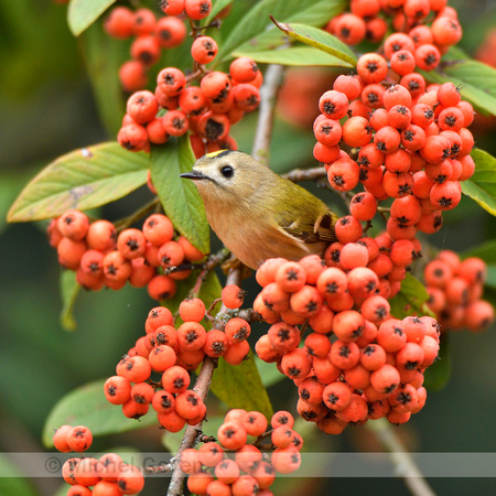 Goudhaan; Goldcrest; Regulus regulus