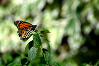 Monarchvlinder - Monarch - Danaus plexippus