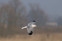 Stormmeeuw; Common Gull; Larus canus