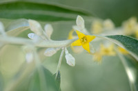 Smalle Olijfwilg - Oleaster - Elaeagnus angustifolia