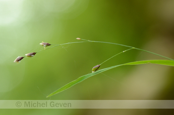 Eenbloemig Parelgras; Wood melick; Melica uniflora;