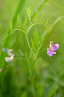 Moeraslathyrus; Marh Pea; Lathyrus palustris