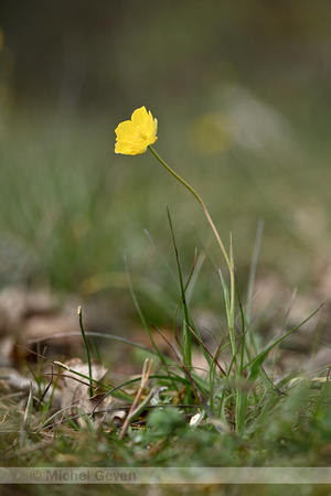 Ranunculus gramineus