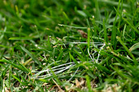 Kikuyo; Kikuyu Grass; Cenchrus clandestinus