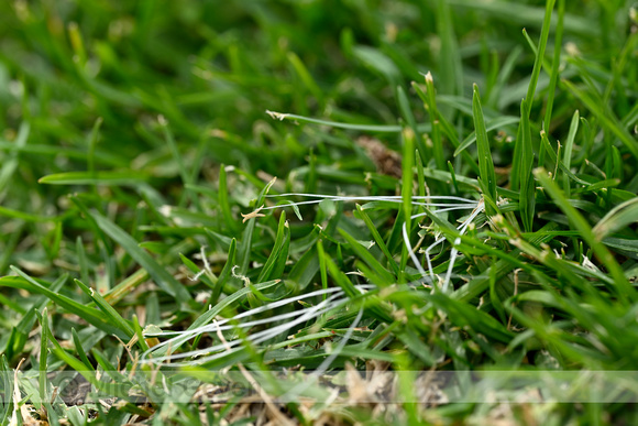 Kikuyo; Kikuyu Grass; Cenchrus clandestinus