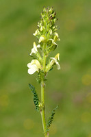 Pedicularis tuberosa