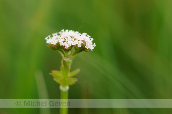 Kleine Valeriaan; Marsh Valerian; Valeriana dioica;